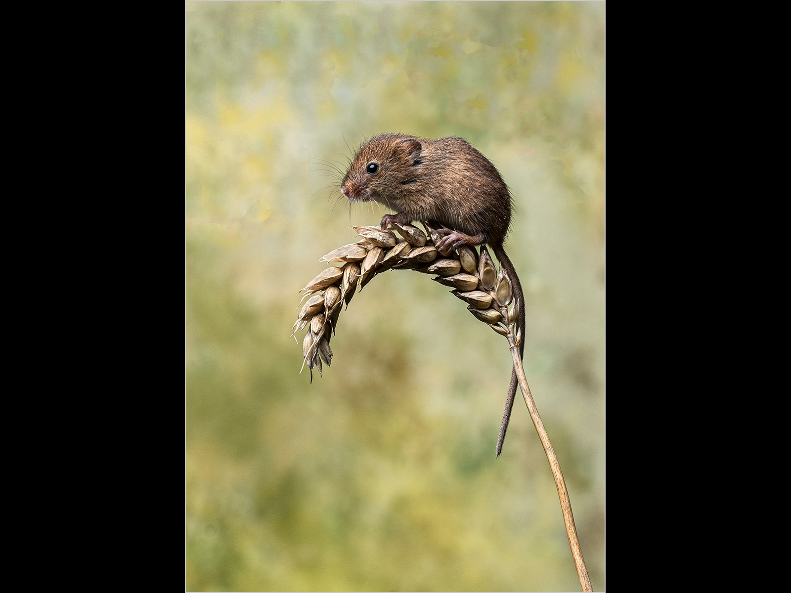 Harvest mouse on corn stem