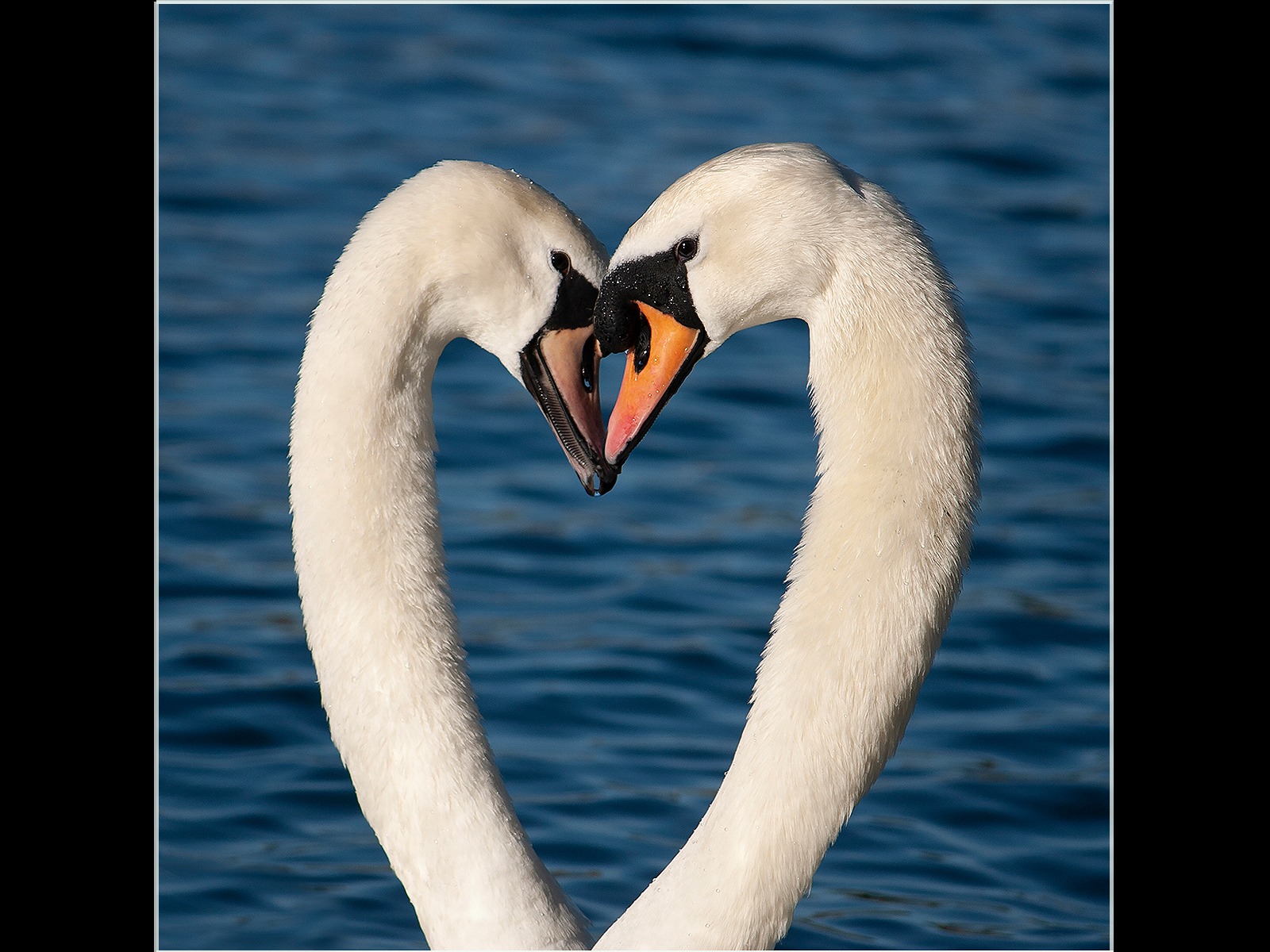 Mute Swan Courtship