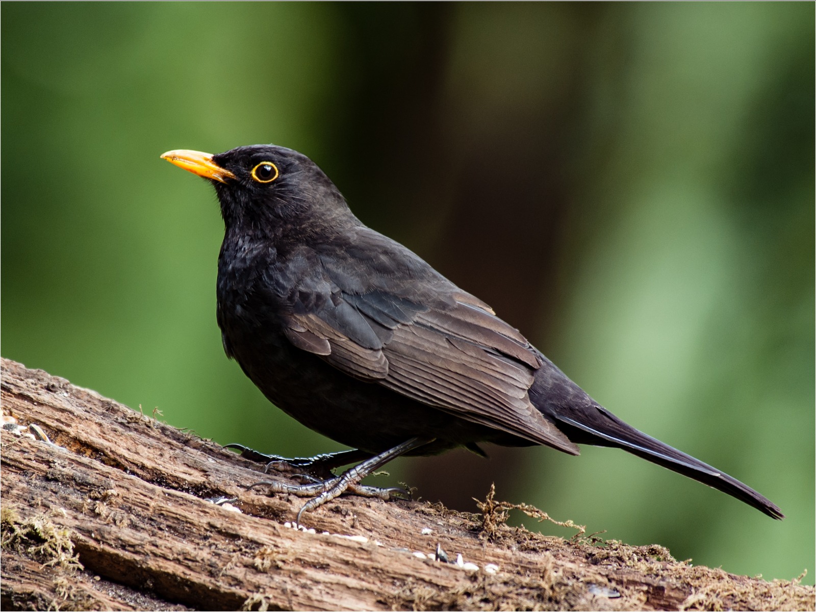Blackbird 