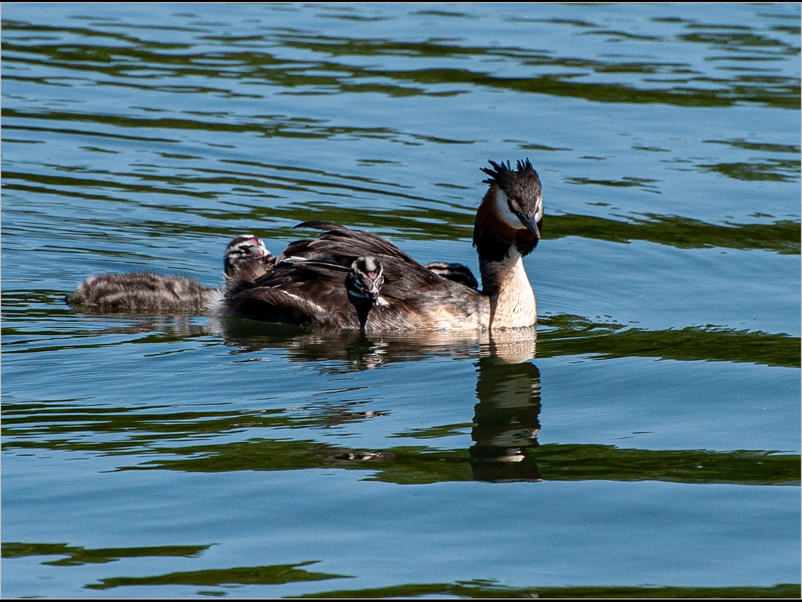 Great crested Grebe with young
