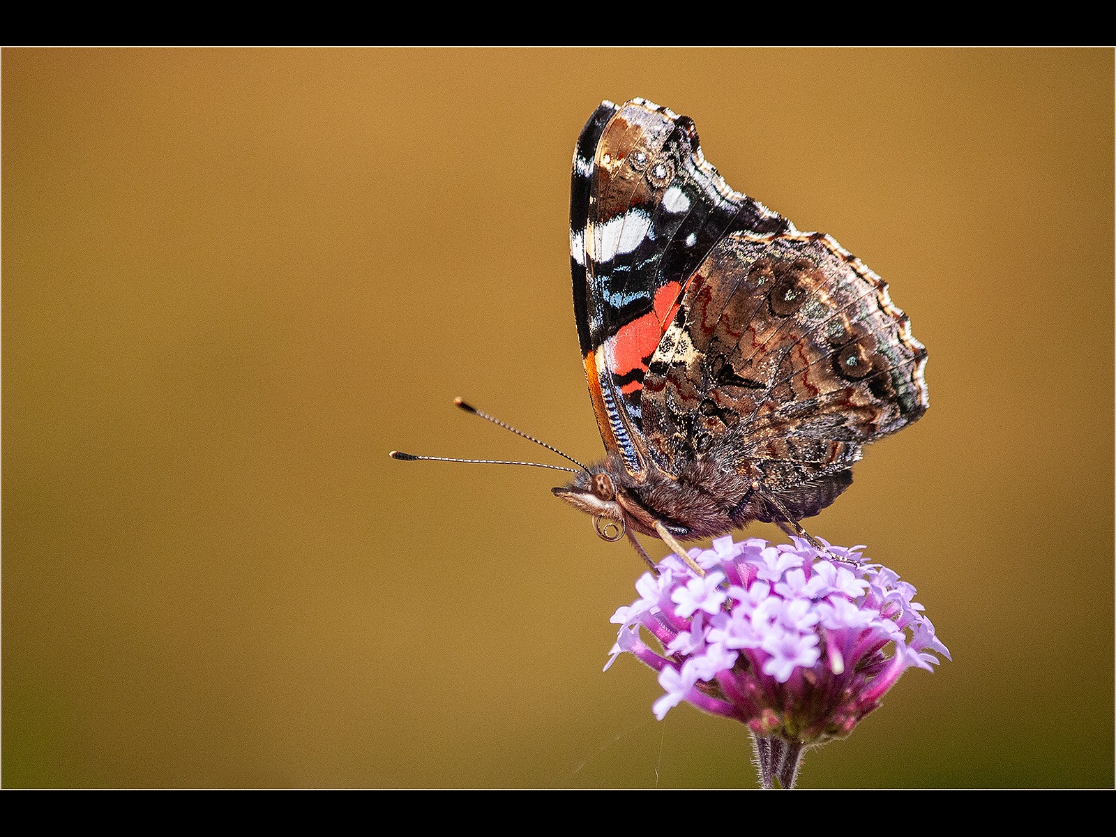 Red Admiral 2