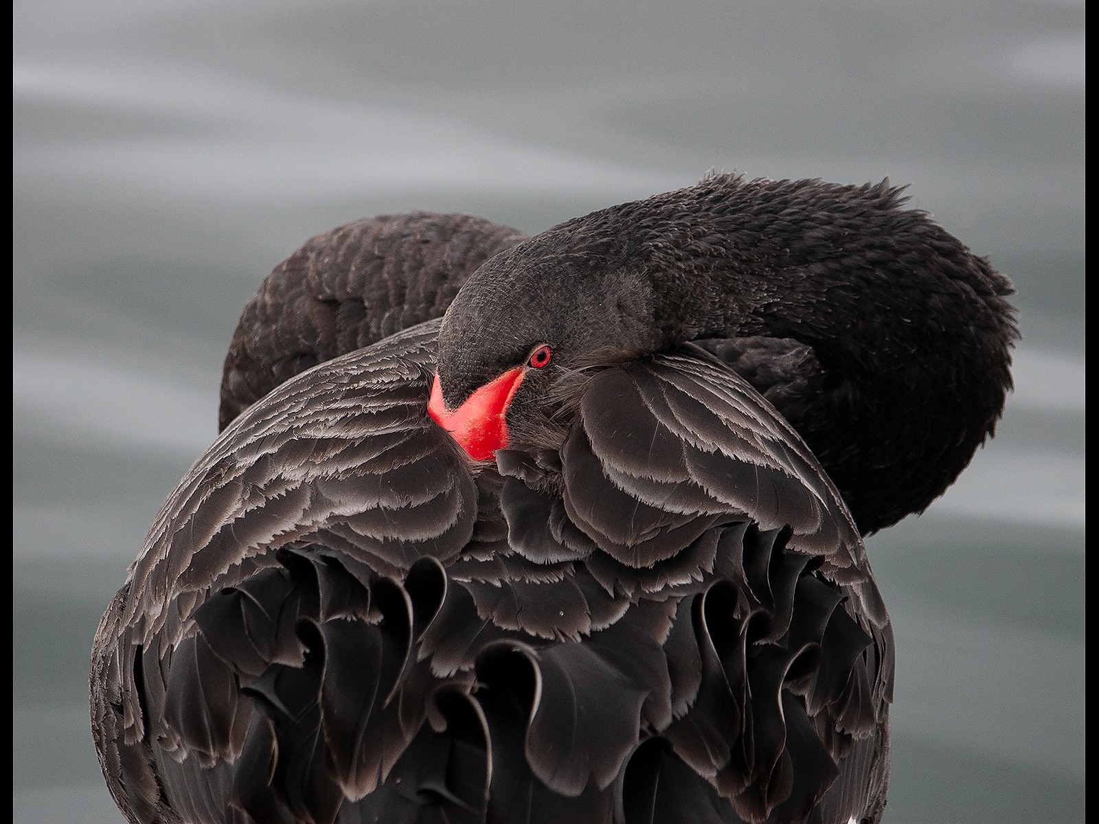 Mike Heaton_ Black Swan at Rest 