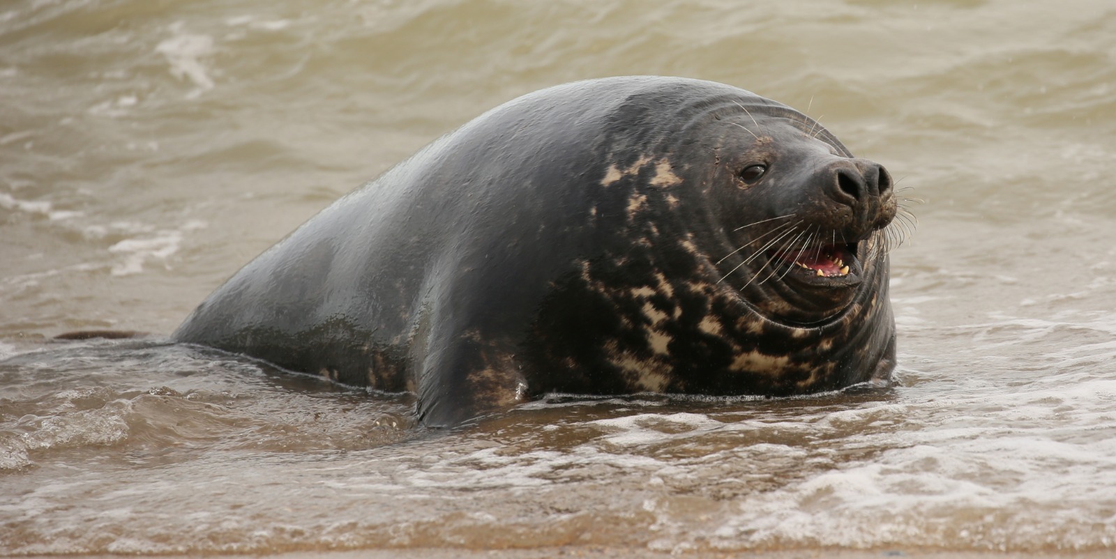 Pig Seal
