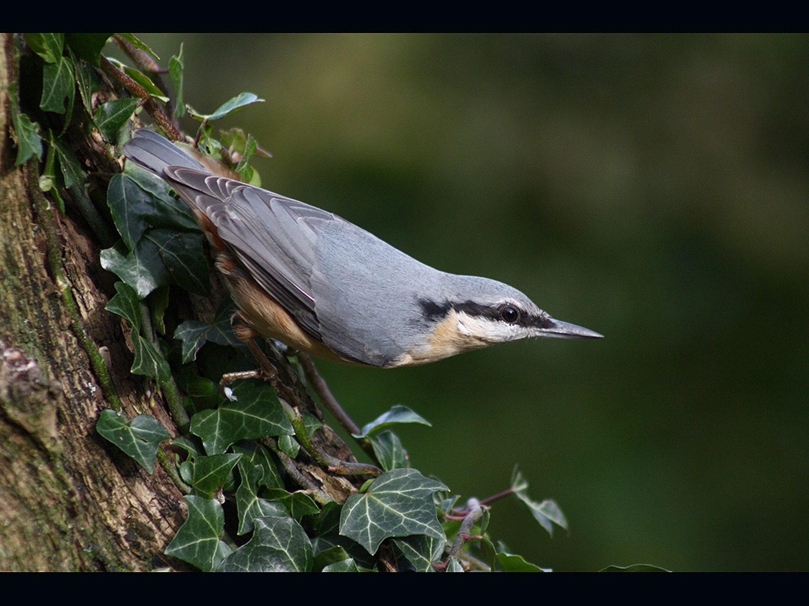  Nuthatch