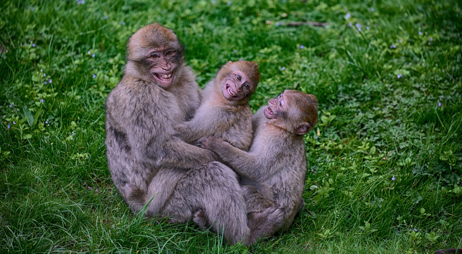 Monkey Business