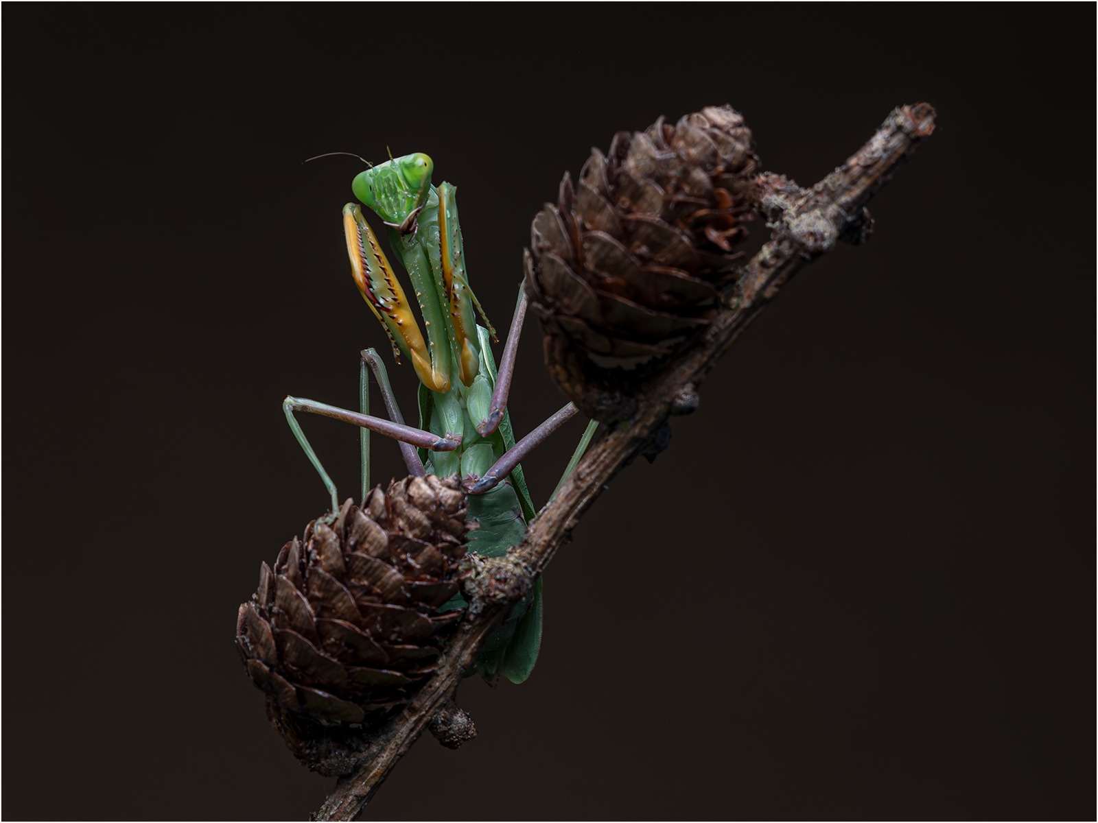 Giant Rainforest Mantis  