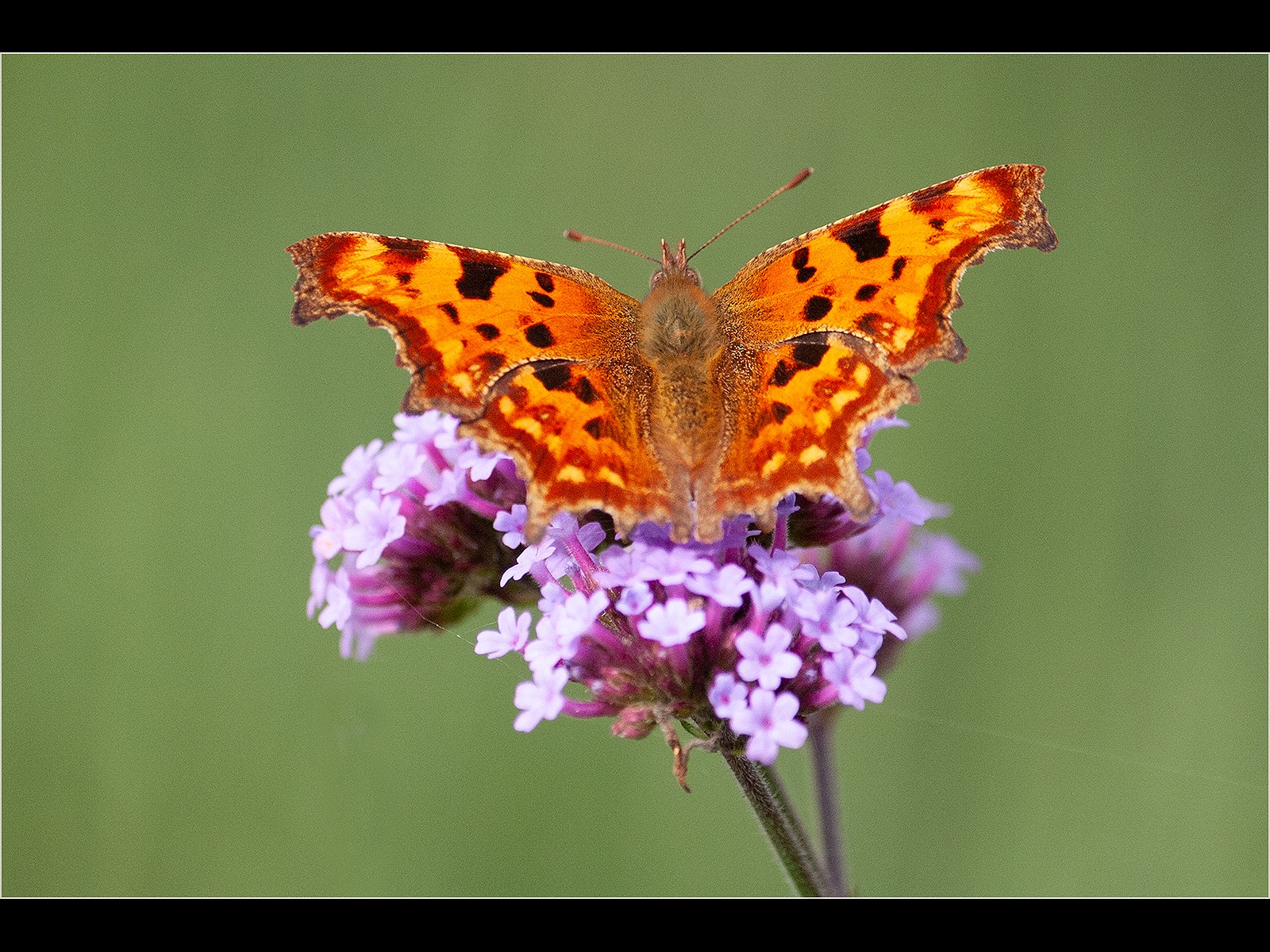 Comma