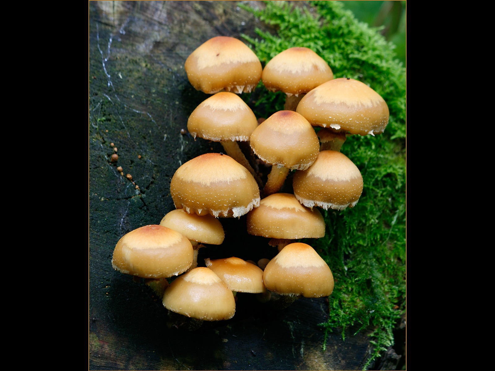 Galerina Marginata
