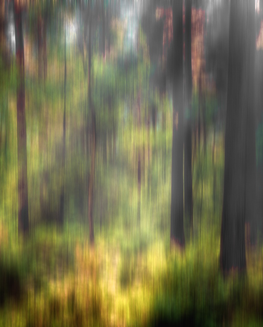ICM in the woodland