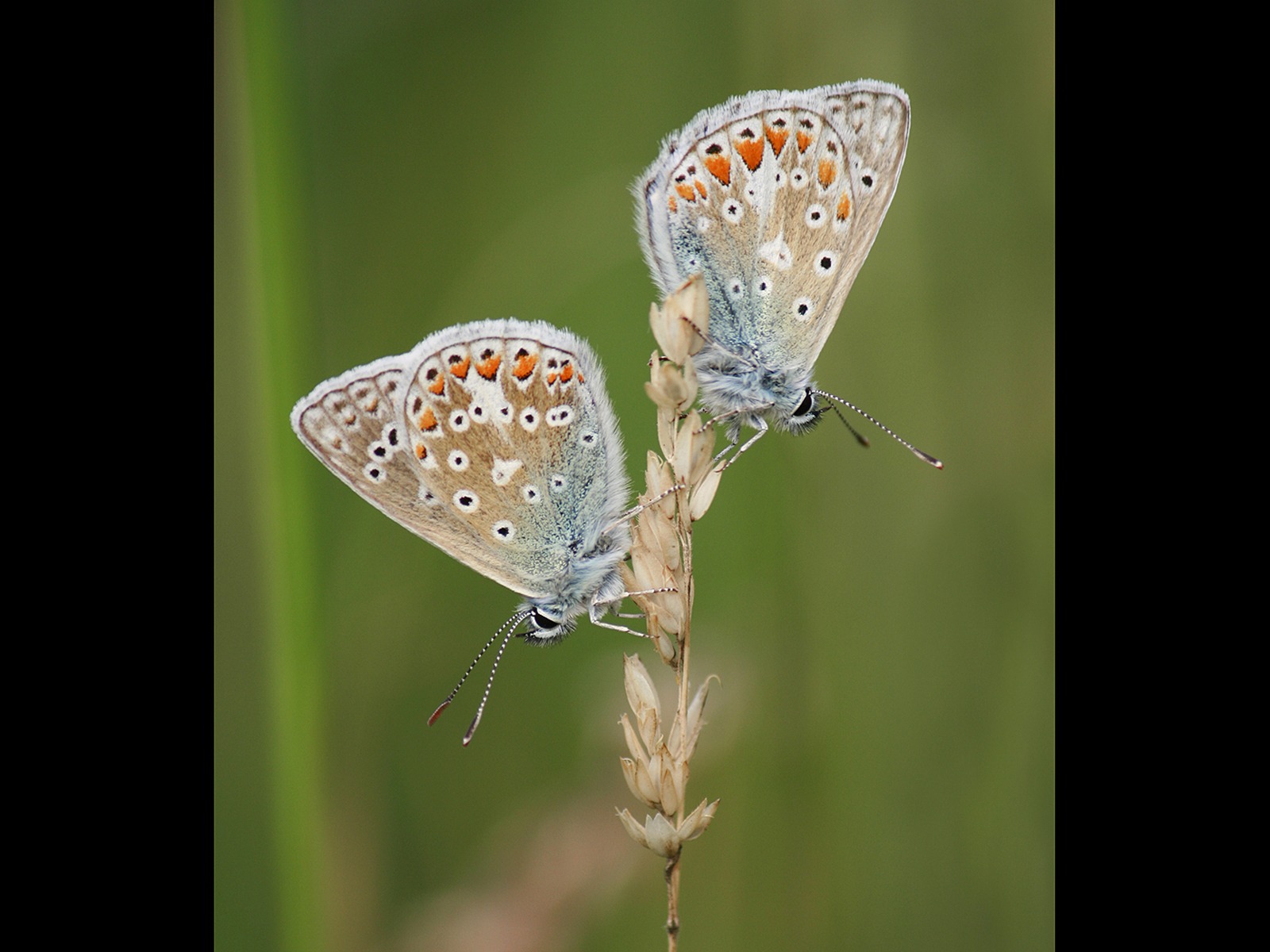 Two Common Blues