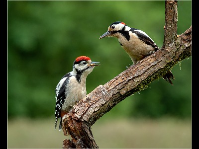 Woodpecker with young.