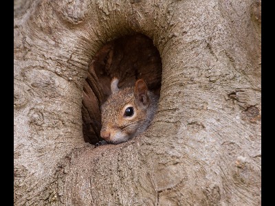 Grey Squirrel in Drey