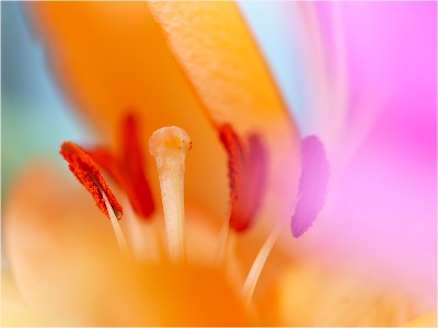 Lily Stamen
