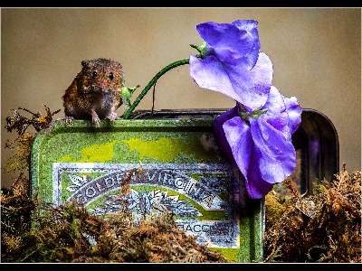 Curious  mouse 