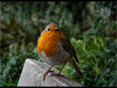 Robin