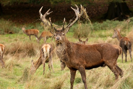 Rutting Season
