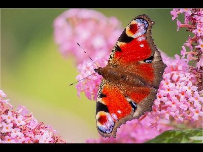 Peacock Butterfly 3