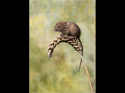Harvest mouse on corn stem