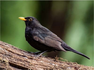 Blackbird 