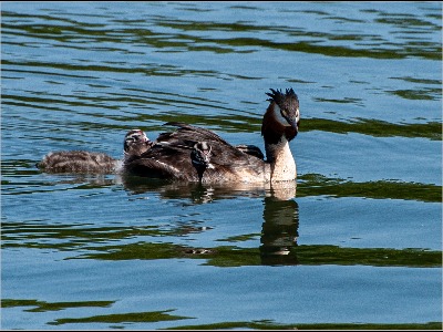 Great crested Grebe with young