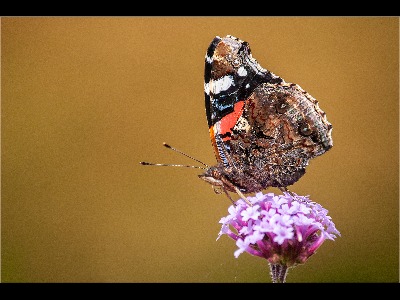 Red Admiral 2