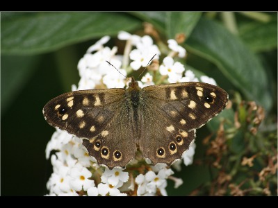 Speckled Wood  on Buddleia