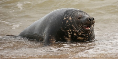 Pig Seal