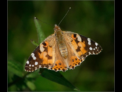 Painted Lady 2