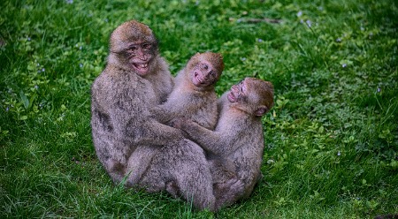 Monkey Business