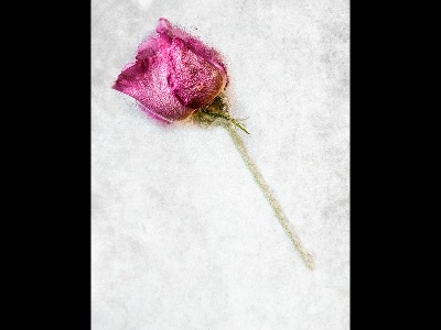 Frozen in time.