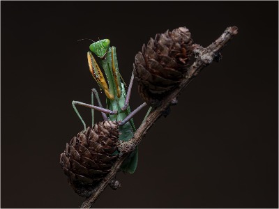 Giant Rainforest Mantis  