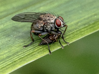 Coenosia Tigina, Hunter fly 1