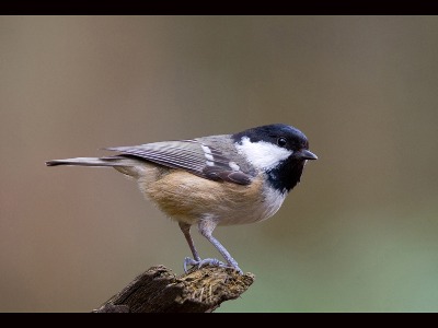  Coal Tit
