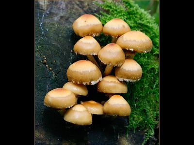 Galerina Marginata