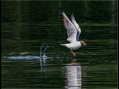 Black headed gull with fish 