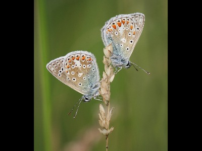 Two Common Blues