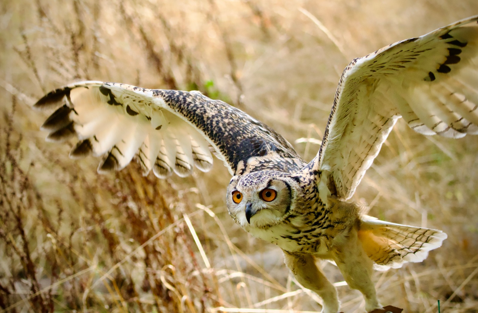 Chasing food by Lynton Jones Chasing food