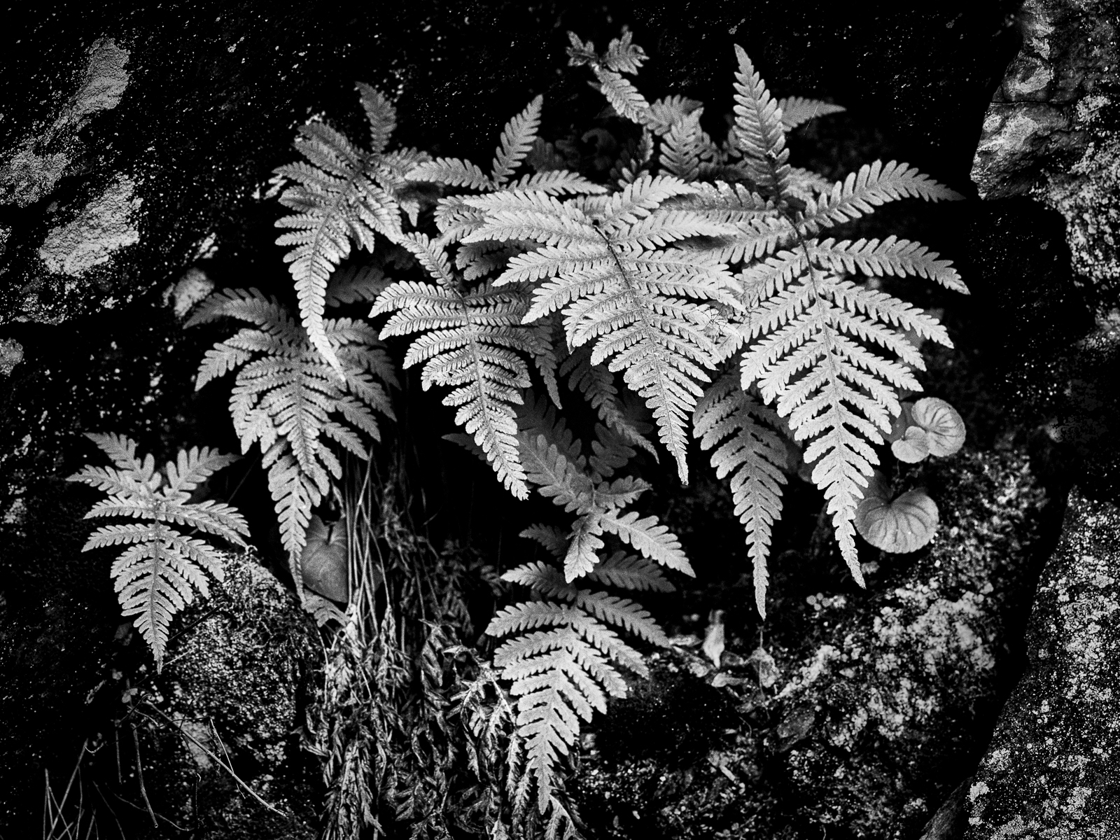Silvery Ferns by Mike Robinson Silvery Ferns