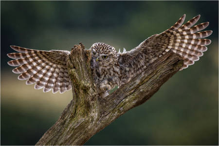 Little Owl Landing On Prey