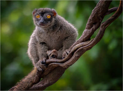 A Very Curious Lemur