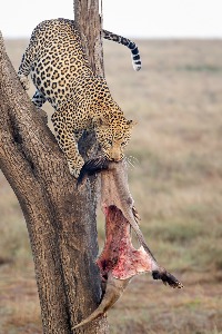 Leopard with Aardvark