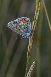 Common Blue