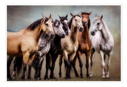 Equus