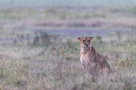 Lion in the rain