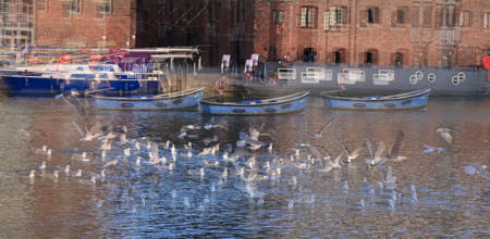 Boats and birds
