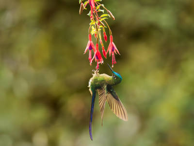 Long Tailed Sylph hanging onto food