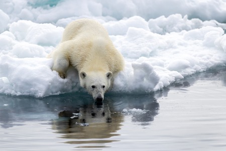 Polar Bear on ice 