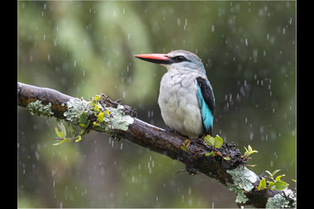 Woodland Kingfisher In The Rain