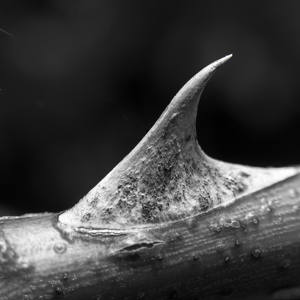 Rose Thorn