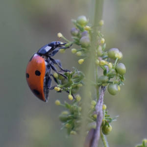 Lady Bird